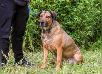 | Maria • Nelly • Gaia | ♦️ 3 von ~ 650 Hunden in der Cantinho da Milu ♦️