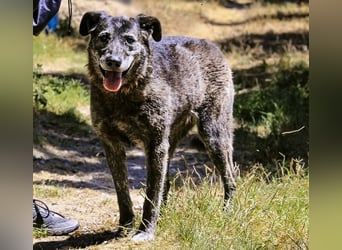 muss schon lange warten ❗️MAEVE - Tierheim Cantinho da Milu