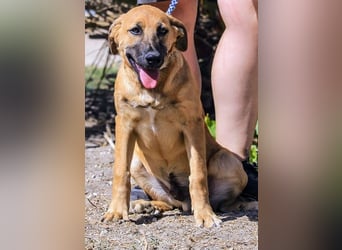 BEAU - ein gut sozialisierter freundlicher Junghund