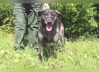muss schon lange warten ❗️MAEVE - Tierheim Cantinho da Milu