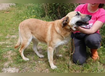 ♦️NELLY |–| KIKA ♦️ 2 von ~650 Hunden in der Cantinho da Milu