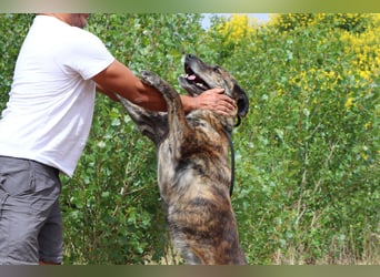 | Maria • Nelly • Gaia | ♦️ 3 von ~ 650 Hunden in der Cantinho da Milu ♦️