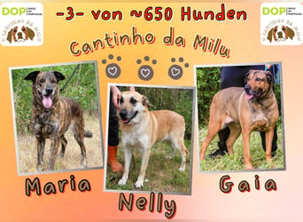 | Maria • Nelly • Gaia | ♦️ 3 von ~ 650 Hunden in der Cantinho da Milu ♦️