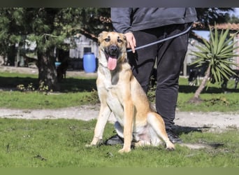 Junghund Bruno - hat viel Liebe zu geben ❗️