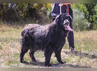 ♦️NELLY |–| KIKA ♦️ 2 von ~650 Hunden in der Cantinho da Milu