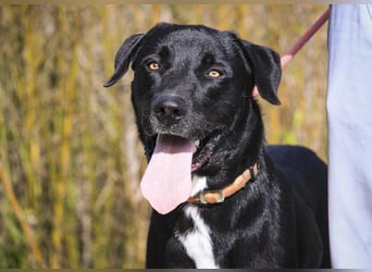 Groß – Sanft – Sozial… und noch viel mehr - das ist  KLAUS