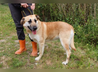 | Maria • Nelly • Gaia | ♦️ 3 von ~ 650 Hunden in der Cantinho da Milu ♦️