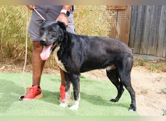 ▪️ KLAUS & ▪️KARL ⚡️2 von ~ 650 Hunden in der Cantinho da Milu⚡️