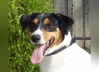 FABIO - sucht Bauchkrauler - mehr als 4 Jahre im Tierheim sind genug!!