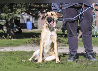 Junghund Bruno - hat viel Liebe zu geben ❗️