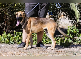 Junghund Bruno - hat viel Liebe zu geben ❗️