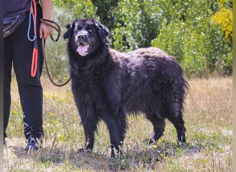 ♦️NELLY |–| KIKA ♦️ 2 von ~650 Hunden in der Cantinho da Milu