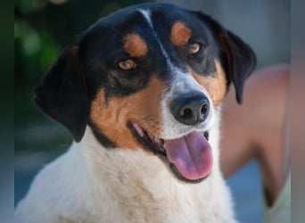 FABIO - sucht Bauchkrauler - mehr als 4 Jahre im Tierheim sind genug!!