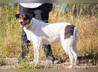 FABIO - sucht Bauchkrauler - mehr als 4 Jahre im Tierheim sind genug!!