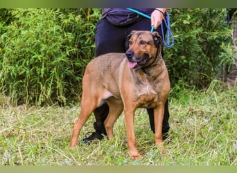 | Maria • Nelly • Gaia | ♦️ 3 von ~ 650 Hunden in der Cantinho da Milu ♦️