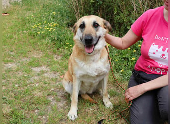 ♦️NELLY |–| KIKA ♦️ 2 von ~650 Hunden in der Cantinho da Milu