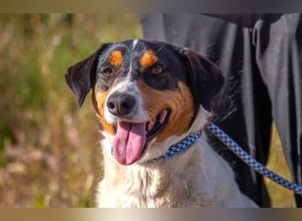 FABIO - sucht Bauchkrauler - mehr als 4 Jahre im Tierheim sind genug!!