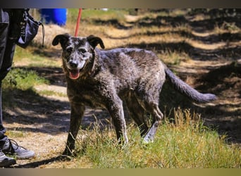 muss schon lange warten ❗️MAEVE - Tierheim Cantinho da Milu