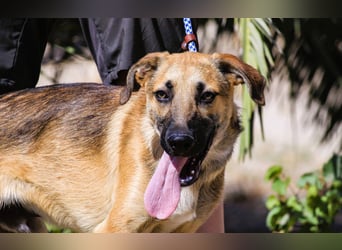 Junghund Bruno - hat viel Liebe zu geben ❗️