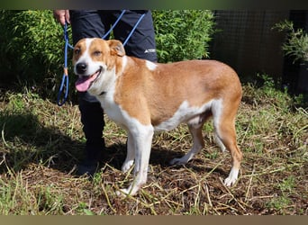 ✴️ PACO ✴️ hat viel Liebe zu geben !