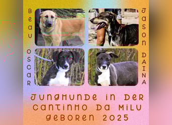 BEAU - ein gut sozialisierter freundlicher Junghund