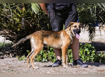 Junghund Bruno - hat viel Liebe zu geben ❗️