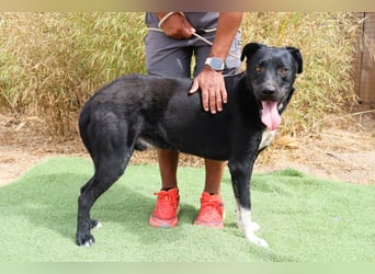 ▪️ KLAUS & ▪️KARL ⚡️2 von ~ 650 Hunden in der Cantinho da Milu⚡️