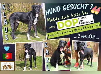 ▪️ KLAUS & ▪️KARL ⚡️2 von ~ 650 Hunden in der Cantinho da Milu⚡️