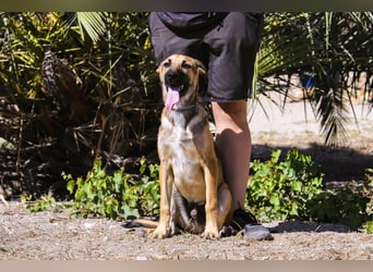 Junghund Bruno - hat viel Liebe zu geben ❗️