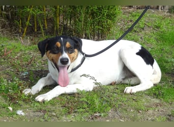 FABIO - sucht Bauchkrauler - mehr als 4 Jahre im Tierheim sind genug!!