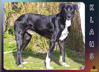 Groß – Sanft – Sozial… und noch viel mehr - das ist  KLAUS