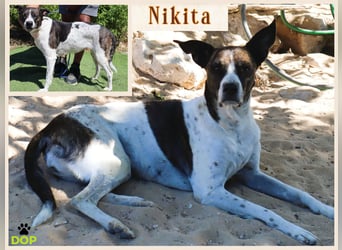 Seniorin Nikita ❤️ hatte ein gutes Zuhause bis ihre Besitzerin verstarb