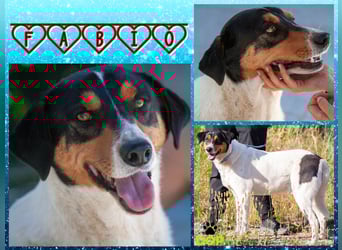 FABIO - sucht Bauchkrauler - mehr als 4 Jahre im Tierheim sind genug!!