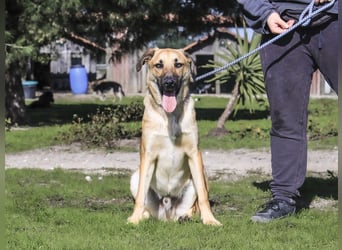 Junghund Bruno - hat viel Liebe zu geben ❗️