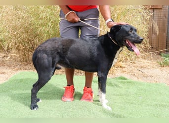 ▪️ KLAUS & ▪️KARL ⚡️2 von ~ 650 Hunden in der Cantinho da Milu⚡️