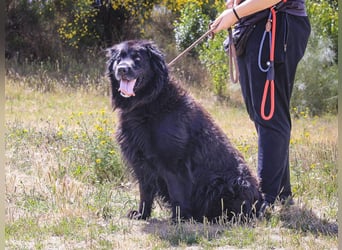 ♦️NELLY |–| KIKA ♦️ 2 von ~650 Hunden in der Cantinho da Milu