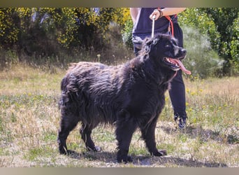 ♦️NELLY |–| KIKA ♦️ 2 von ~650 Hunden in der Cantinho da Milu