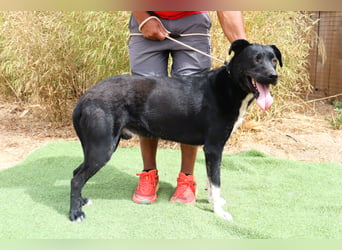 ▪️ KLAUS & ▪️KARL ⚡️2 von ~ 650 Hunden in der Cantinho da Milu⚡️