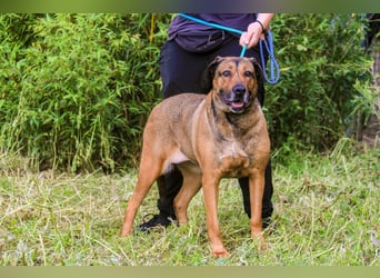 | Maria • Nelly • Gaia | ♦️ 3 von ~ 650 Hunden in der Cantinho da Milu ♦️