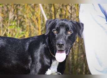 Groß – Sanft – Sozial… und noch viel mehr - das ist  KLAUS