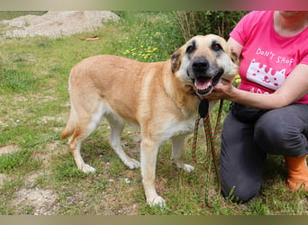 ♦️NELLY |–| KIKA ♦️ 2 von ~650 Hunden in der Cantinho da Milu