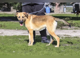 Junghund Bruno - hat viel Liebe zu geben ❗️