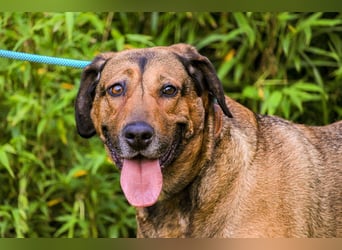 | Maria • Nelly • Gaia | ♦️ 3 von ~ 650 Hunden in der Cantinho da Milu ♦️