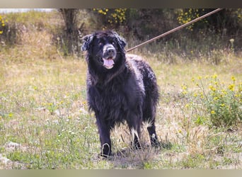 ♦️NELLY |–| KIKA ♦️ 2 von ~650 Hunden in der Cantinho da Milu