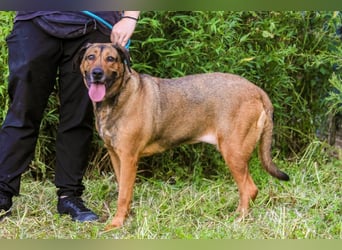 | Maria • Nelly • Gaia | ♦️ 3 von ~ 650 Hunden in der Cantinho da Milu ♦️