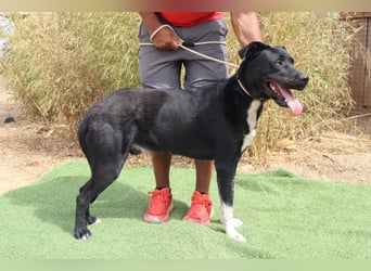 ▪️ KLAUS & ▪️KARL ⚡️2 von ~ 650 Hunden in der Cantinho da Milu⚡️