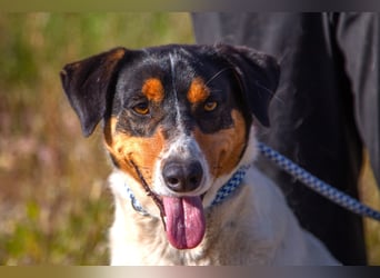 FABIO - sucht Bauchkrauler - mehr als 4 Jahre im Tierheim sind genug!!