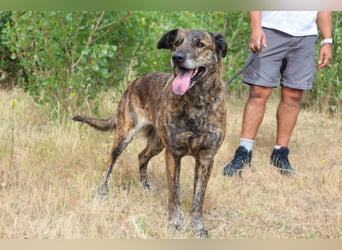 | Maria • Nelly • Gaia | ♦️ 3 von ~ 650 Hunden in der Cantinho da Milu ♦️