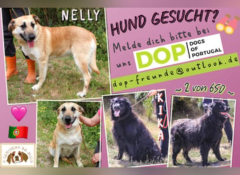 ♦️NELLY |–| KIKA ♦️ 2 von ~650 Hunden in der Cantinho da Milu