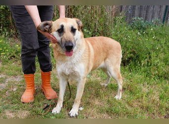 | Maria • Nelly • Gaia | ♦️ 3 von ~ 650 Hunden in der Cantinho da Milu ♦️